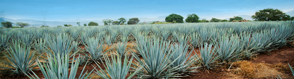 Agave Foto von Agave