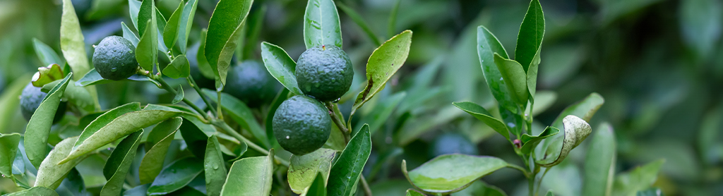 Calamansi Calamansi Strauch