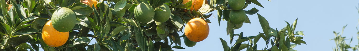 Grapefruit Grapefruit Baum