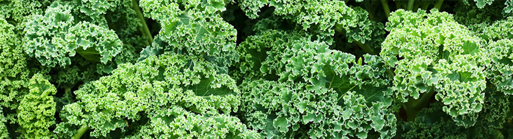 Grünkohl Foto von Grünkohl