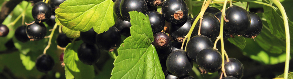 Schwarze Johannisbeere Strauch mit schwarzen Johannisbeeren