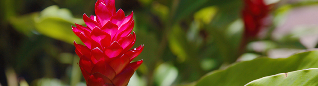 Ingwer Blüte von Ingwer