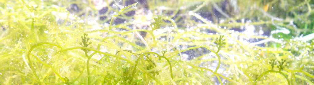 Spirulina Spirulinafeld