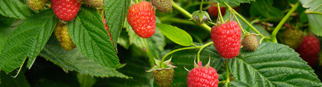 Himbeere Himbeeren