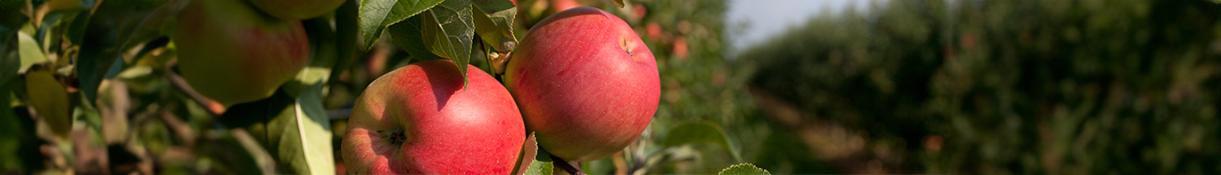 Apfel Apfelbäume
