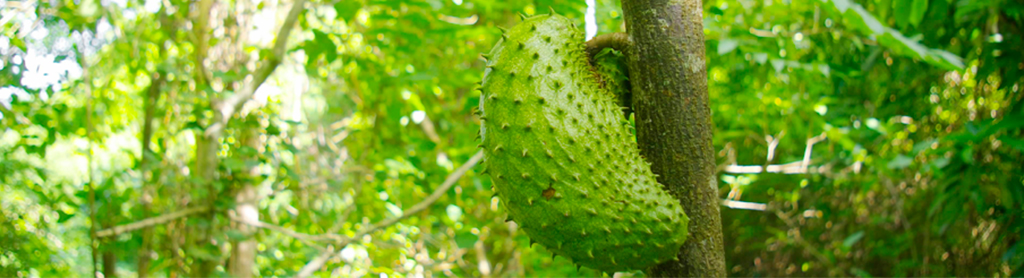 Guanabana Fotos von Guanabana