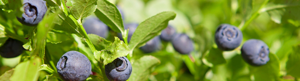 Heidelbeere Fotos von Heidelbeeren
