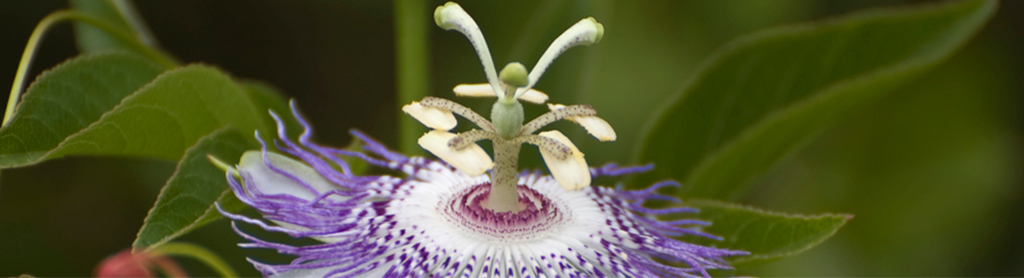 Maracuja