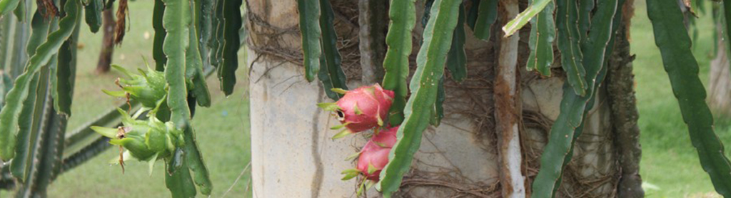 pinke Drachenfrucht Foto von einer pinken Drachenfrucht