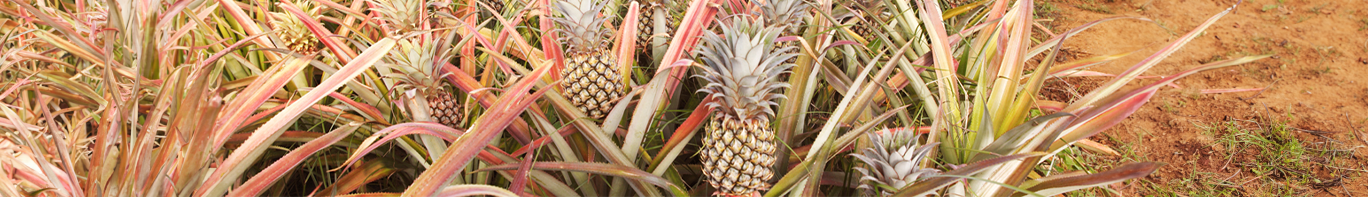 Ananas Ananasfeld