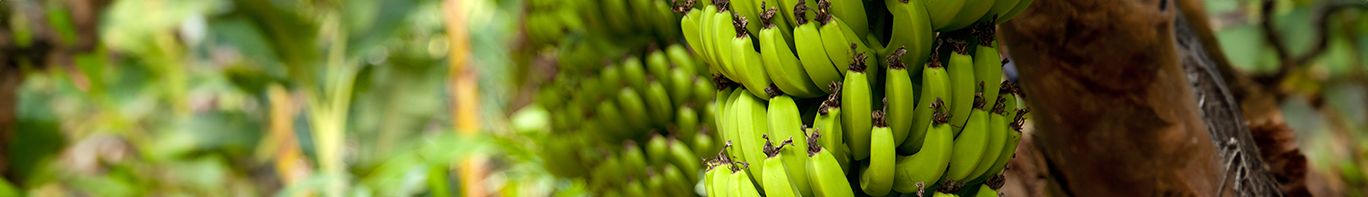 Banane Bananenbaum