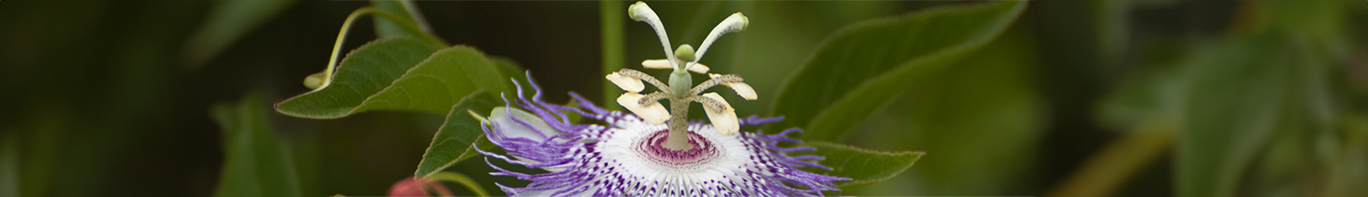 Maracuja