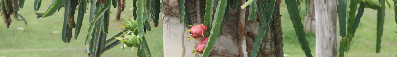 Pinke Drachenfrucht