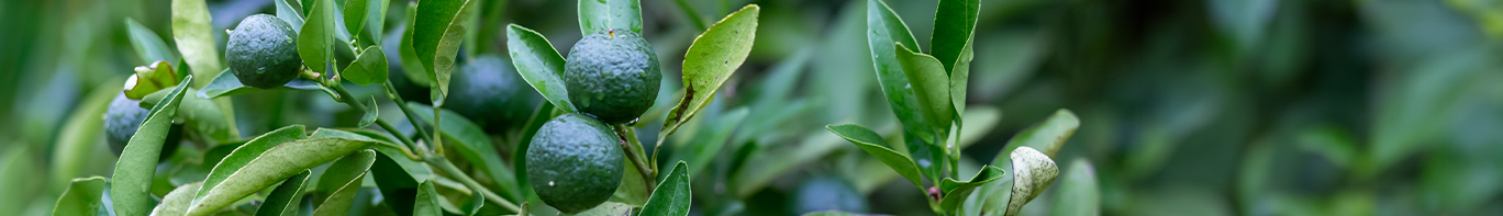 Calamansi Calamansistrauch