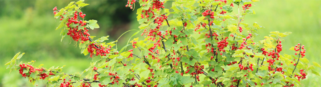 Rote Johannisbeere Strauch mit roten Johannisbeeren