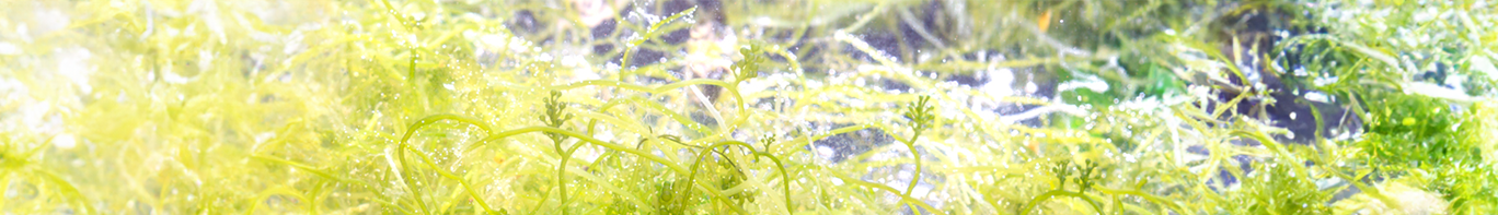 Spirulina
