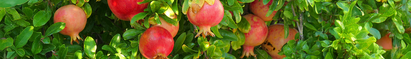 Granatapfel Granatapfel-Baum