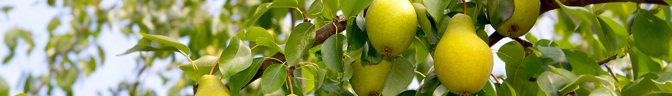Birne Birnenbaum