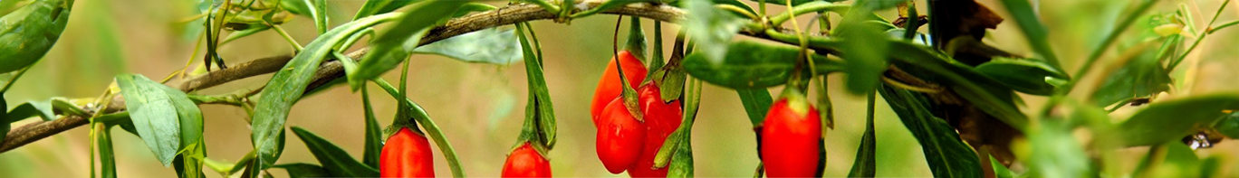 Goji Goji-Strauch