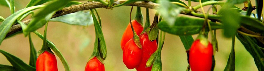 Goji-Beere Goji Beeren
