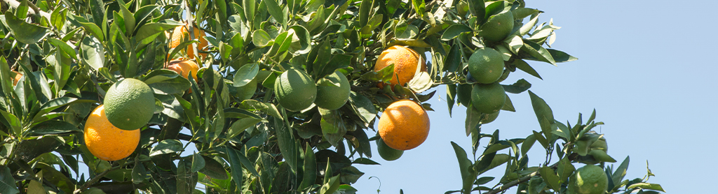 Grapefruit Fotos von Grapefruit