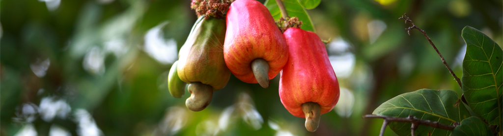 Cashew-Apfel Fotos von Cashew-Äpfeln