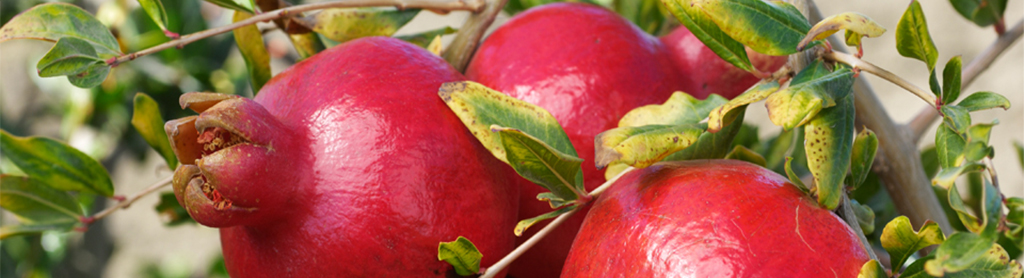 Granatapfel Granatapfel