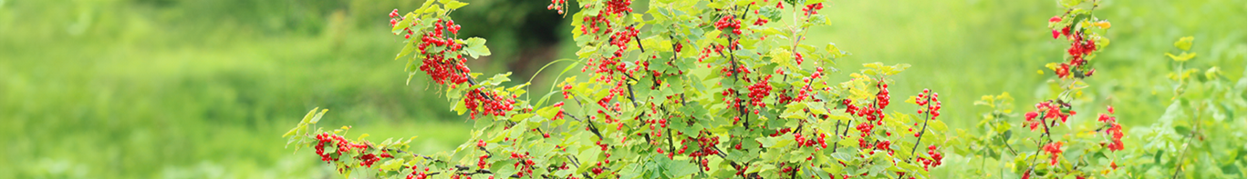 Rote Johannisbeere