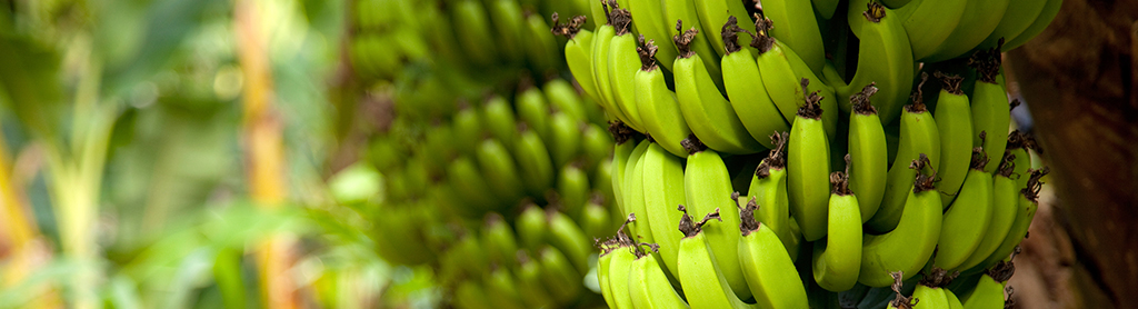Banane Bananen am Baum