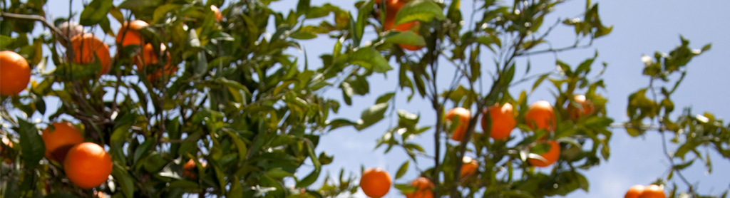 Orange Orangenbaum