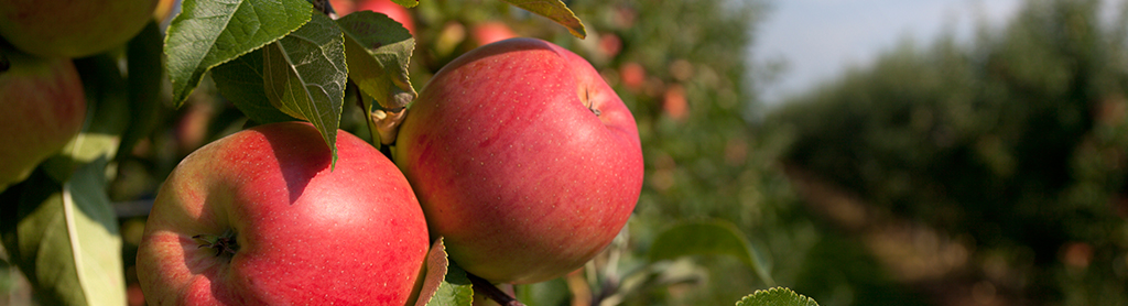 Apfel Apfel am Baum