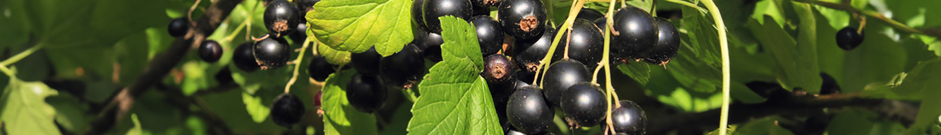 Schwarze Johannisbeere