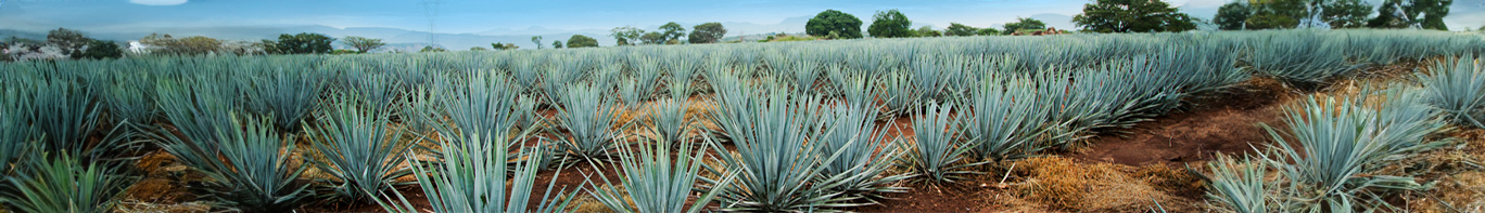 Agave Foto eines Agave-Feldes