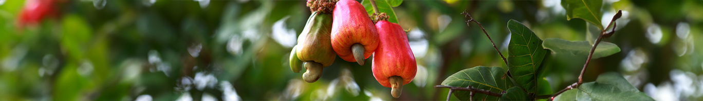 Cashew Cashewbaum