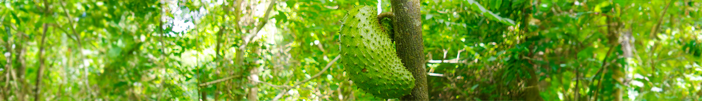 Guanabana Guanabana