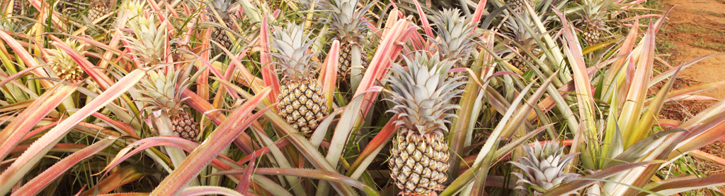 Ananas Foto von Ananas